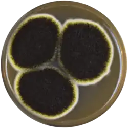 A. niger growing in a Petri dish