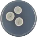Aspergillus paleaceus growing on CYA plate