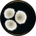 Aspergillus savannensis growing on MEAOX plate