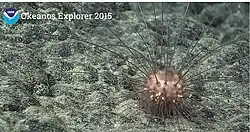 "Aspidodiadema hawaiiense" observed off Hawaii by the NOAA Okeanos Explorer mission in 2015