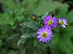 Purple, star-shaped flowers with yellow centres.
