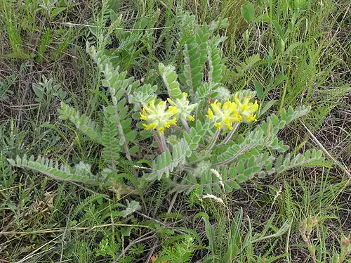 Astragalus dasyanthus