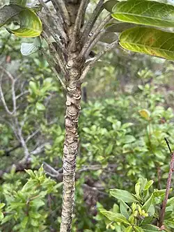 Lower stem with leaf scars
