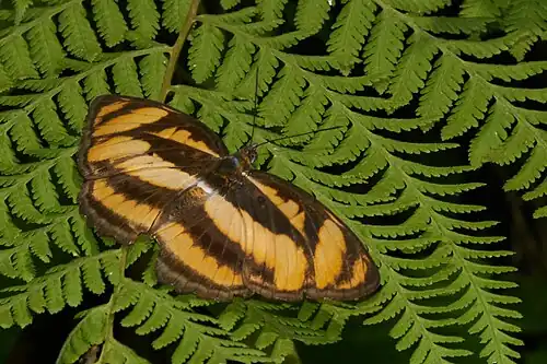 Dorsal view (female)
