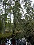 Chamaecyparis thyoides in bog habitat, Franklin Parker Reserve in New Jersey