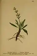 V. celtica from Atlas der Alpenflora, 1882
