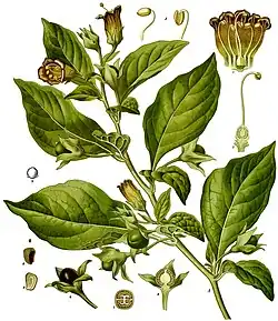Deadly nightshade, Atropa belladonna, yields tropane alkaloids including atropine, scopolamine and hyoscyamine.[69]