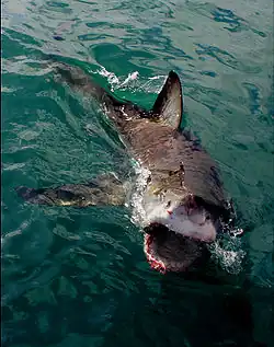 Image 23Clear agonistic behaviour observed in Great White Shark (from Shark agonistic display)