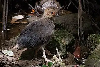 Chick