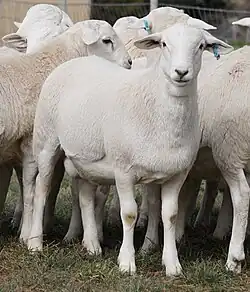 a group of white sheep