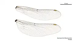 Female wings