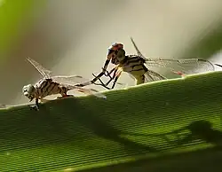 Mating pair (image rotated 90 deg) male on the left.