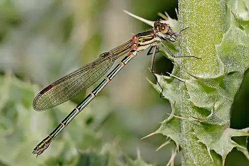 Image 9 Metallic Ringtail Photo credit: Fir0002 A female Metallic Ringtail (Austrolestes cingulatus), an Australian damselfly, eating its prey. Each abdominal segment is marked by a pale "ring"; this combined with its glossy metallic coloration give the insect its common name. More selected pictures