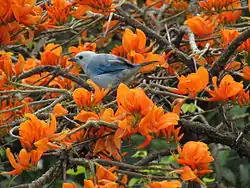 Blue-gray tanager