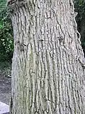 'Scampstoniensis' bark, above the graft line