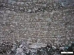 A magnified cross-section of a stromatoporoid, showing internal laminae, pillars, and galleries. From the Jefferson Formation (Devonian) of Montana