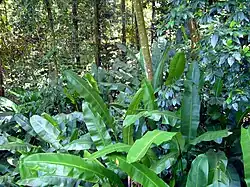 Foliage near Babonneau