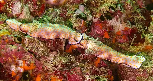 Two individuals of Hypselodoris pulchella displaying the typical ‘trailing behaviour’