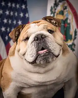 Portrait of Babydog, a fat English bulldog sitting in front of an American and a West Virginian flag.