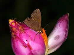 Banana skipper (Erionota thrax) on inflorescence