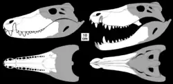 Reconstructed based on the known two specimens of Barinasuchus, representing the holotype in terms of size, and the rest of the skull was completed based on more complete sebecids like Sebecus and Bretesuchus.