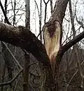 A junction with included bark that failed in storm conditions, growing on a hazel tree (Corylus avellana)