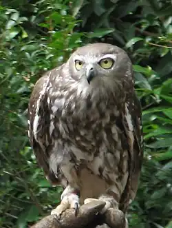 Barking owl