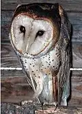 Barn owl, heavily spotted