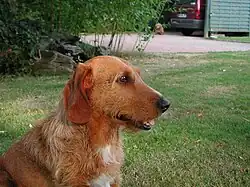 Red Basset Fauve de Bretagne