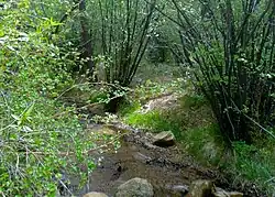 Bear Creek Cañon Park - Bear Creek, just off Bear Creek Road