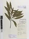 Herbarium specimen