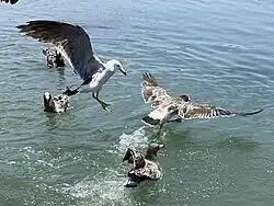 Belcher's gulls feeding off of saltine crackers