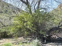 Berberis harrisoniana