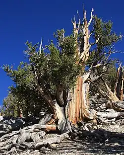 Ancient Pinus longaeva, California