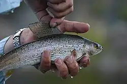 photo hand holding a fish