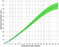 By biparietal diameter (BPD)