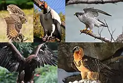 Montage of extant predatory birds. From top left to right: Eurasian eagle-owl, king vulture, peregrine falcon, golden eagle and bearded vulture