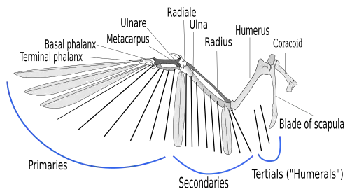 A illustration of the skeleton of a bird wing, with lines indicating where feather shafts would attach