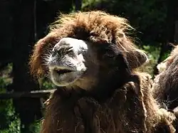 Bactrian camel