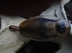 Female with ootheca before hatching