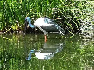 Black-necked stork in Wetlands walk-through exhibit