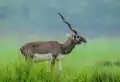 Black buck in the fields
