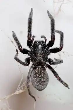 Black house spider, Badumna insignis, an Australian spider also found in New Zealand