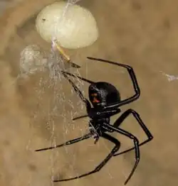 Female with egg sac