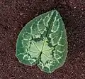 Leaf Cyclamen hederifolium.