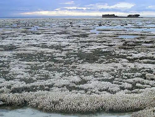 Image 39A major coral bleaching event took place on this part of the Great Barrier Reef (from Environmental threats to the Great Barrier Reef)