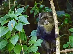 Blue monkey (Cercopithecus mitis), Arusha National Park (2015)