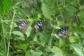 Blue tiger (Tirumala limniace) butterflies in the Gundla Brahmeswaram Wildlife Sanctuary