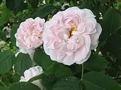 Blush rose