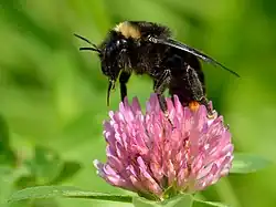 Bombus rupestris